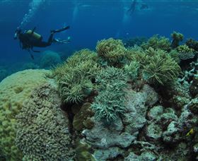 Nursery Bommie Dive Site - Attractions 2