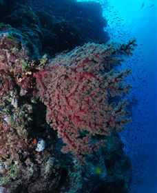 Nursery Bommie Dive Site - Attractions 3