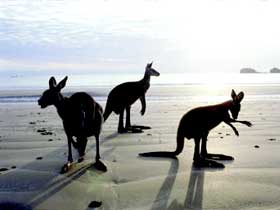 Hibiscus Coast - Attractions 0