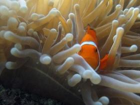 Whitsundays QLD Attractions