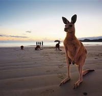Wallabies on the Beach at Cape Hillsborough - Attractions