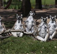 Savannah Visitor Plaza Taronga Western Plains Zoo Dubbo - Attractions