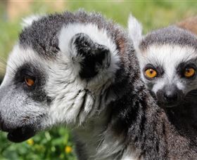 Savannah Visitor Plaza, Taronga Western Plains Zoo Dubbo - Attractions 1