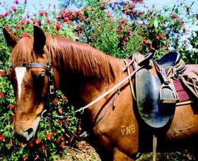 Western Plains Riding Centre - Attractions 0