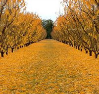 Sun Country on the Murray Farm Gate Trail - Attractions