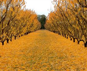 Sun Country On The Murray Farm Gate Trail - Attractions 0