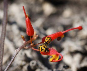 Fitzgerald Biosphere - Attractions Las Vegas 0