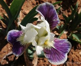Sunshine Iris Nursery - Attractions 0