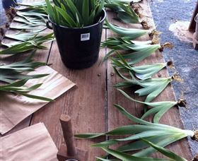 Sunshine Iris Nursery - Attractions 2