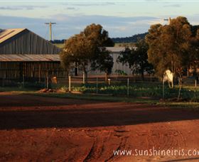Sunshine Iris Nursery - Attractions 1