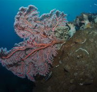 Luncheon Bay Dive Site - Attractions