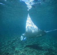 Manta Ray Bay Dive Site - Attractions
