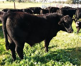 Ochre Arch Farm - Attractions 2