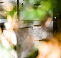 Bees on Keswick Island - Attractions
