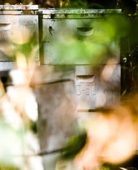 Bees on Keswick Island