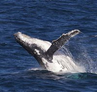 Whale Watching on Keswick Island - Attractions