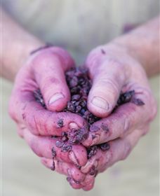 Granite Hills Winery - Attractions 3