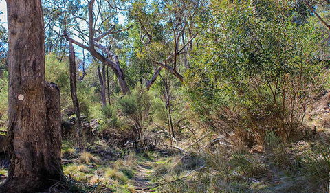Eualdrie Walking Track - Attractions 1