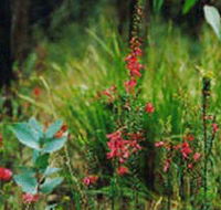 Enfield State Park - Attractions