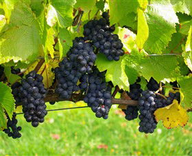Paramoor Winery - Attractions 5