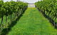 Paramoor Winery - thumb 6