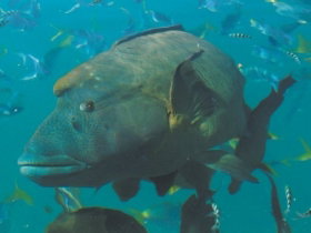 Fairey Reef Whitsundays