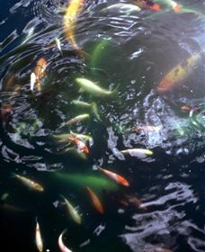 Wellington Osawano Japanese Gardens - Attractions 2