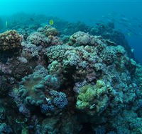 Manta Ray Drop Off Dive Site - Attractions