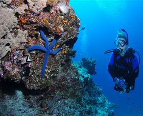 Lighthouse Bommie Dive Site - See Attractions 0