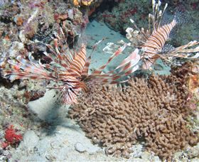 Lighthouse Bommie Dive Site - See Attractions 3