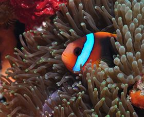 Lighthouse Bommie Dive Site - See Attractions 2