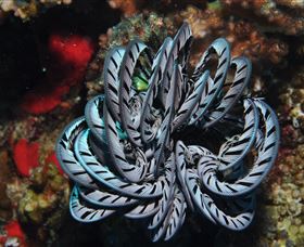 Lighthouse Bommie Dive Site - See Attractions 1