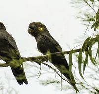 Conimbla National Park - Attractions