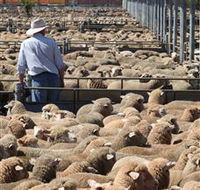 Livestock Marketing Centre - Attractions