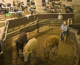 Livestock Marketing Centre - Attractions 1