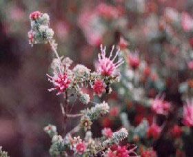 Burrendong Botanic Garden And Arboretum - Attractions 1