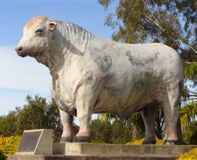 Rockhampton Bull Statues - Attractions 1