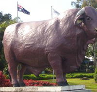 Rockhampton Bull Statues - Attractions