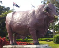 Rockhampton Bull Statues