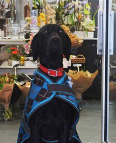 Blooms On Bridge - Attractions 5