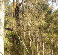 Warby-Ovens National Park - Attractions