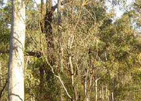 Warby-Ovens National Park - Attractions 0