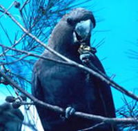 Mount Archer National Park - Attractions
