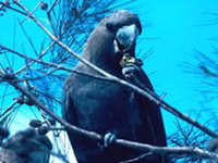 Mount Archer National Park