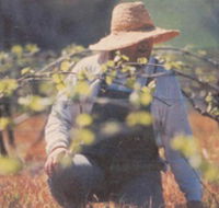 Canobolas Smith Winery - Attractions
