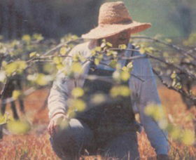 Canobolas Smith Winery - Attractions 0