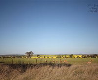 Cootamundra Bird Walk