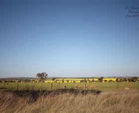 Cootamundra Bird Walk - Attractions 0