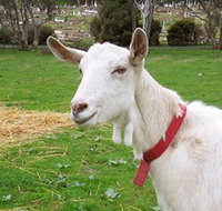 Dunkell Goats - Attractions