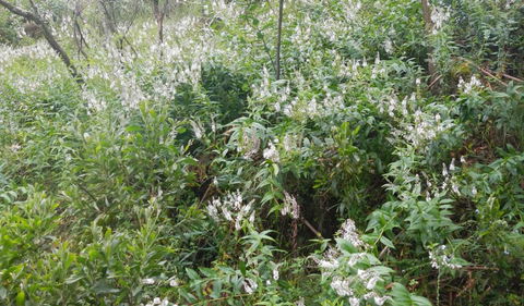 Snowgum Walking Track - Attractions 0